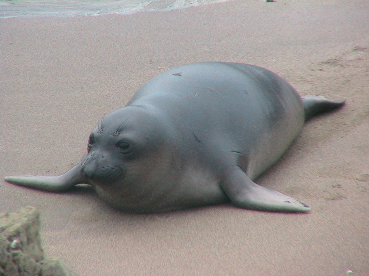 A big Elephant seal crawls up on the beach Near Big Sur California